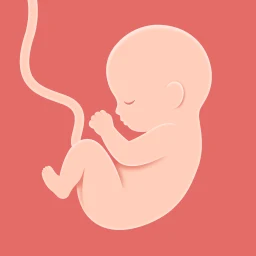 Значок HiMommy Календарь беременности